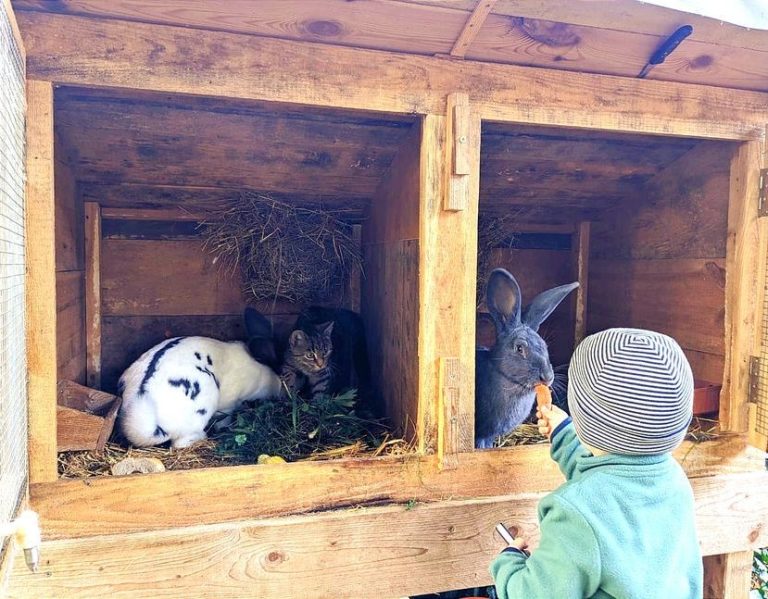 Unsere Hasen und Katze